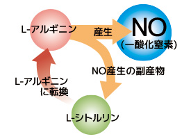 アルギニンとシトルリンの深～い関係