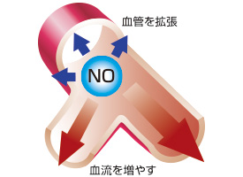 アルギニンとシトルリンの深～い関係